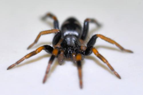 Kishidaia conspicua